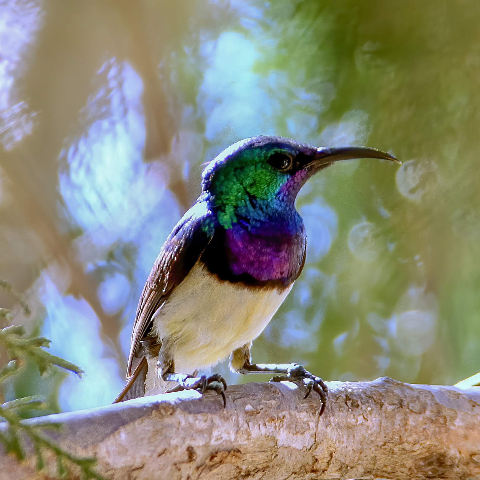 White Bellied Sunbird